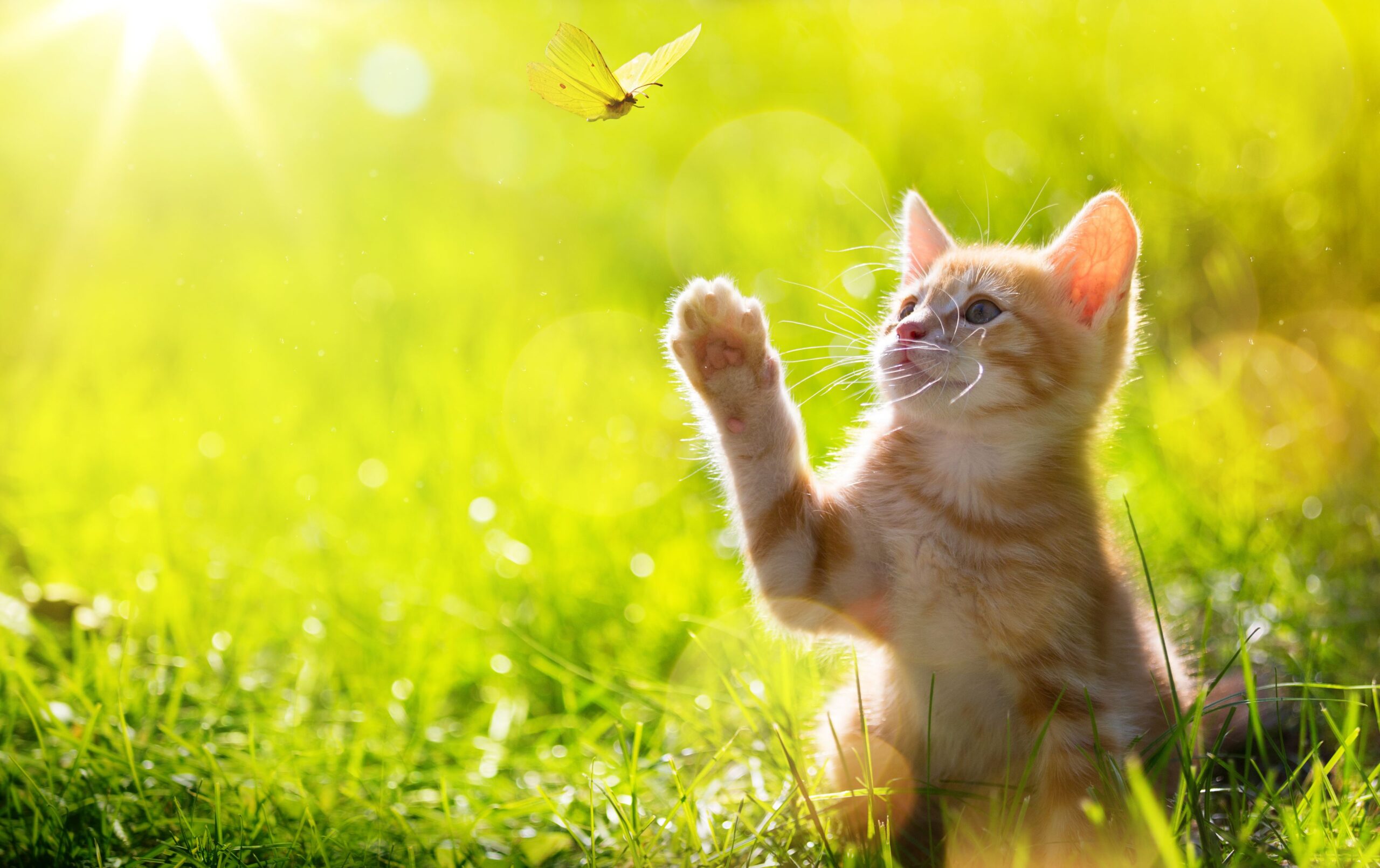 cat playing