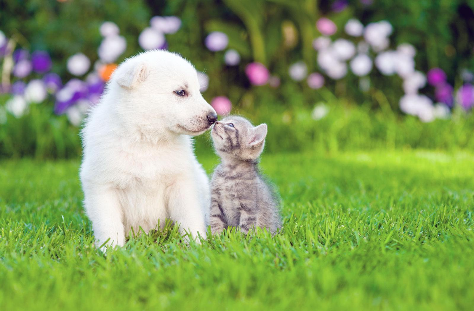 kitten-and-puppies_0