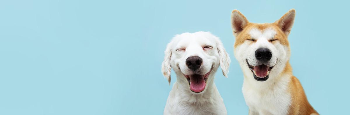 two-dogs-smiling